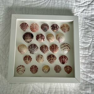 Framed Seashell Art Decor